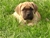 Foto - Triola cane corso